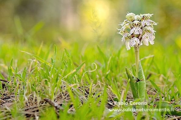 Primavera sulcitana